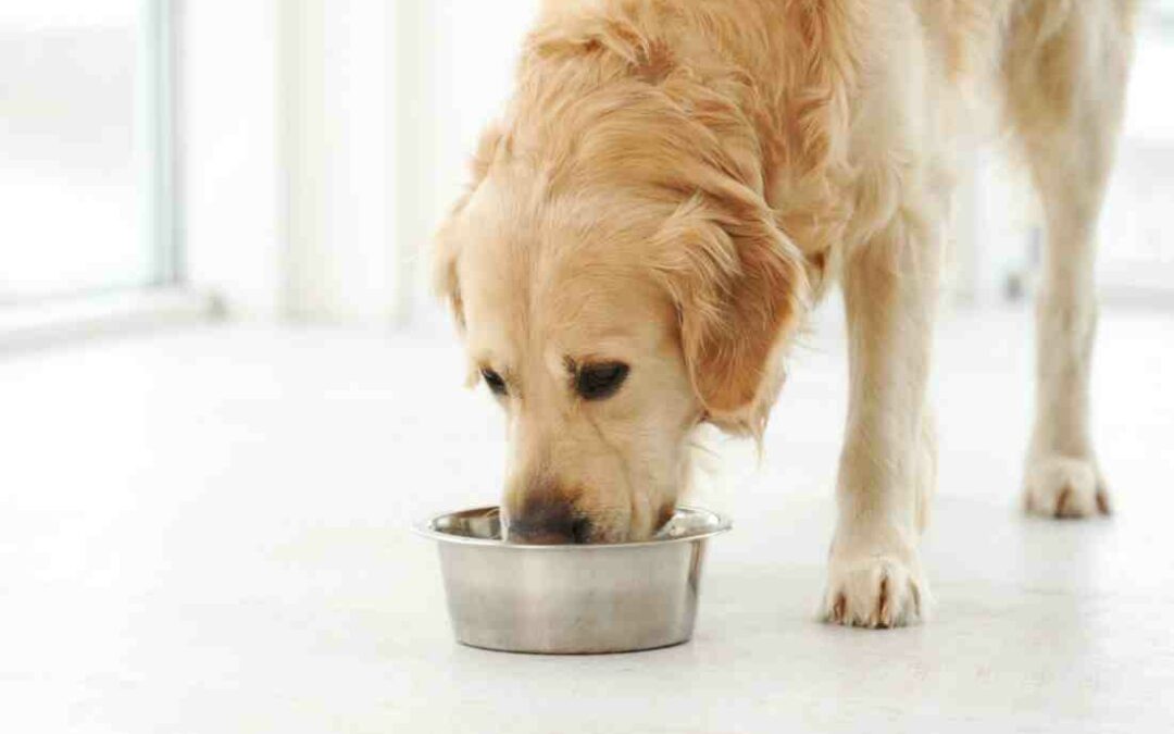 Dog Food Testing