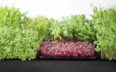 Microgreens Testing in Supplements: Ensuring Quality and Safety
