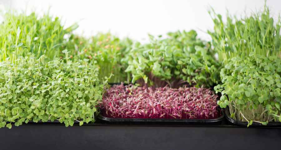 Microgreens Testing in Supplements: Ensuring Quality and Safety