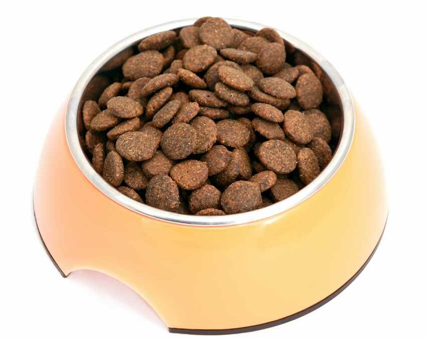 Salmonella in Dog Foods: Understanding Risks and Recent Recalls
